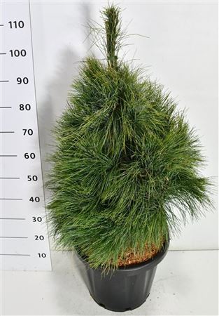 Pinus Wallichiana