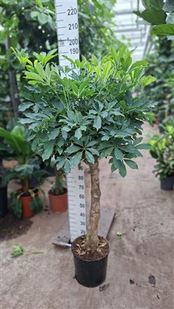 Schefflera Compacta On Stem