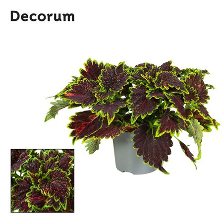 Coleus Bourbon Street Decorum