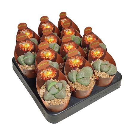 Pleiospilos Nelii Potcover