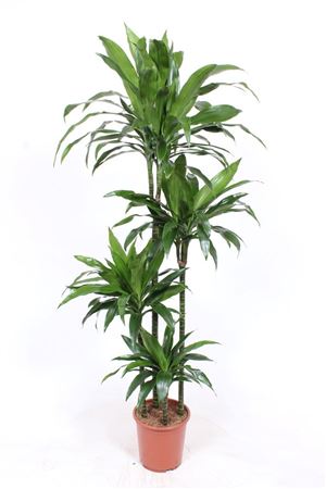 Dracaena Janet Craig 120-90-60-30