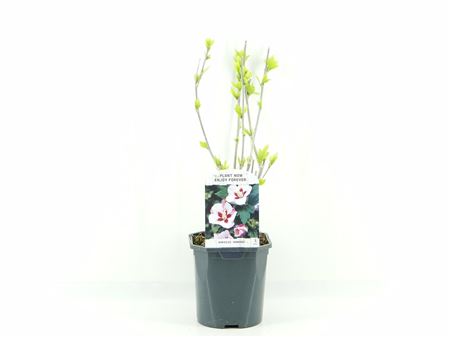 Hibiscus Syr Hamabo