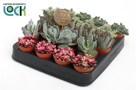 Growing Jewels Mix