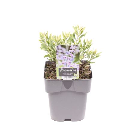 Perovskia Atriplicifolia Little Spire