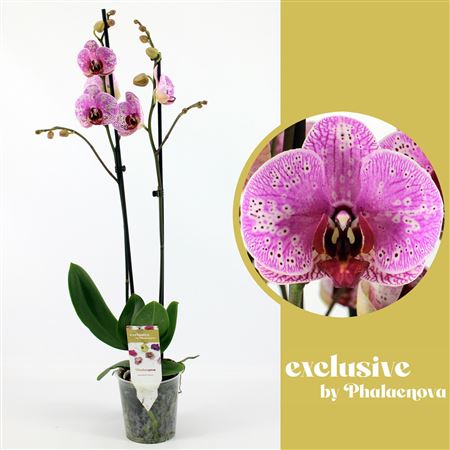 Phal 2st Roxana 18+ (phalaenova)