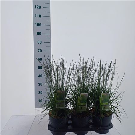 Molinia Caerulea Torch