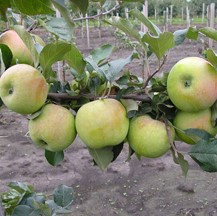 Яблоня домашняя Северный Синап в тубе