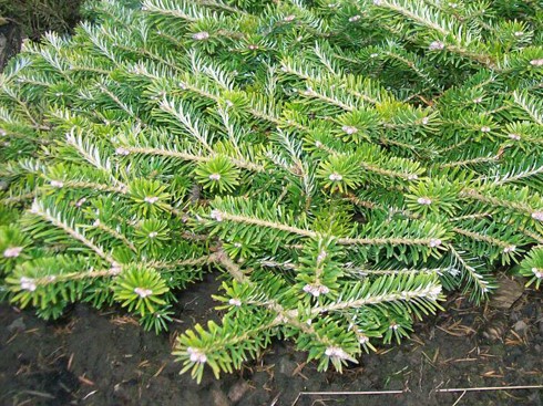 Пихта корейская Флигенде Унтертас