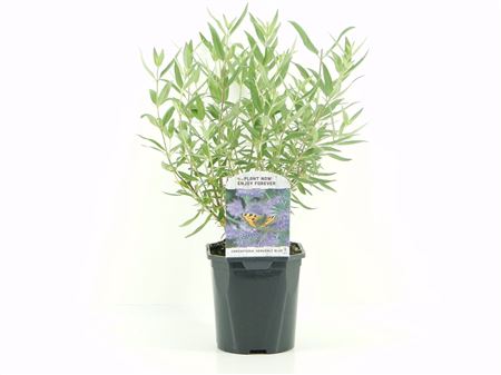 Caryopteris Cland Heavenly Blue