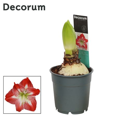 Hipp Exotic Striped 2pp Extra Op (decorum)