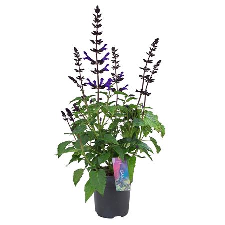 Salvia Salgoon Lake Blueberry
