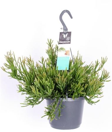 Rhipsalis Ewaldiana Hp