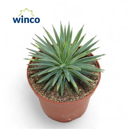 Agave Toumeyana Bella