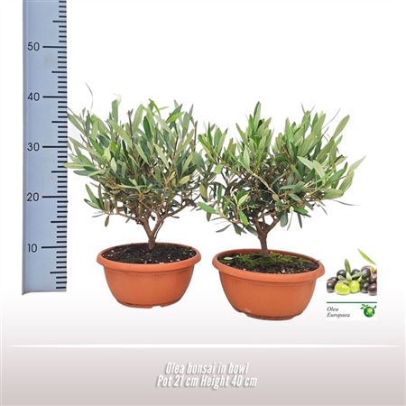 Olea Europaea Bonsai