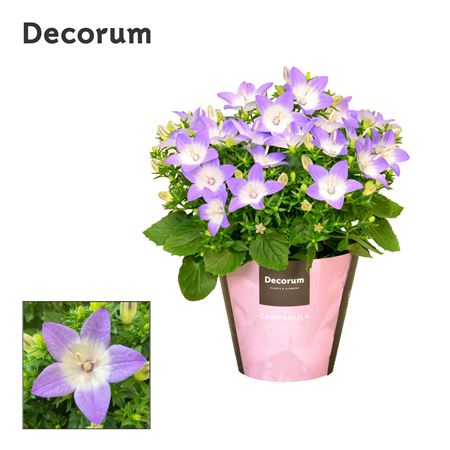 Campanula Iso Berlin Bicolor (decorum)