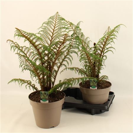 Cyathea Highland Lace
