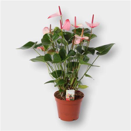 Anth An Princess Amalia Elegance 7+