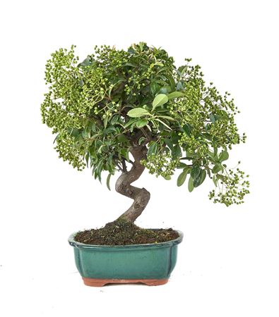 Bonsai Outdoor Pyracantha Sp. Pz-erwiam Ball In S