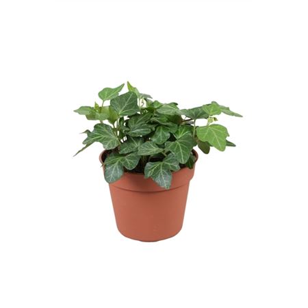 Hedera Helix Wonder