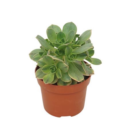 Aeonium `kiwi` 12 Cm