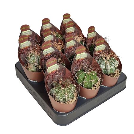 Astrophytum Capricorne Potcover