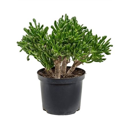 Crassula Ovata Horntree
