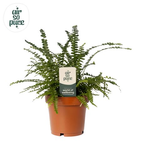 Nephrolepis Duffii