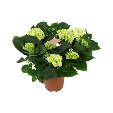 Hydrangea Ma White 5+