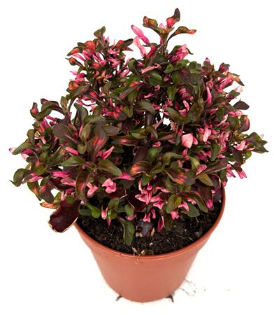 Alternanthera Ficoidea Rosea
