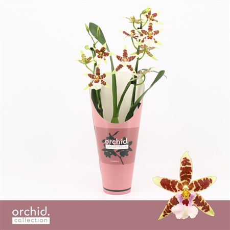 Cambria 2st Renaissance White Orchid Collec