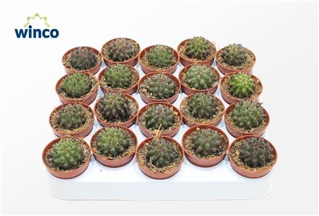 Neoporteria Paucicostata Viridis