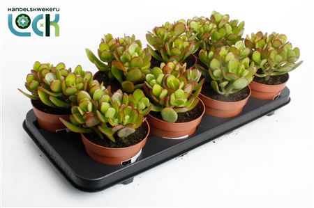 Крассула Арджентеа