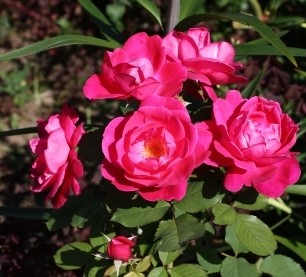 Роза парковая Виннипег Паркс