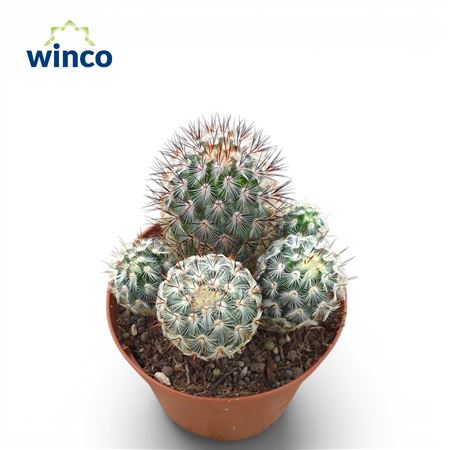 Mammillaria Microhelia Group