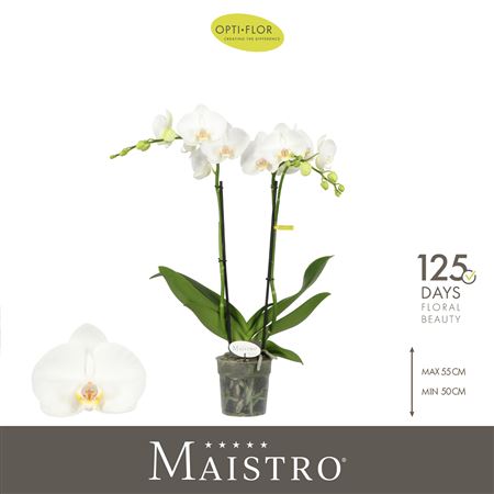 Phal 2st Maistro Mozart 18+ (opti)