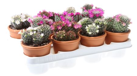 Mammillaria Mix Flowering In Rozenpot