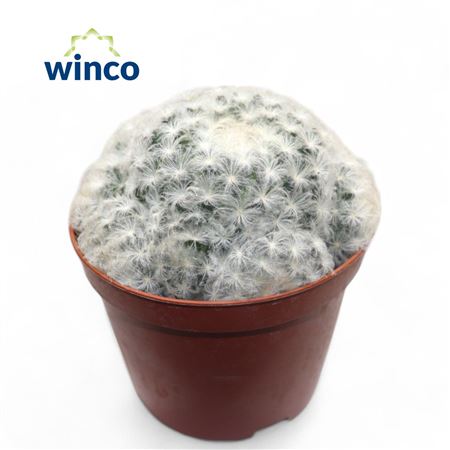 Mammillaria Plumosa