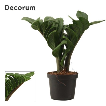 Zamioculcas Zenzi 2+ (decorum))