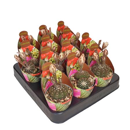 Gymnocalycium Ragonesei Potcover