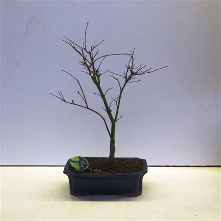 Bonsai Acer Palmatum Atropurpureum