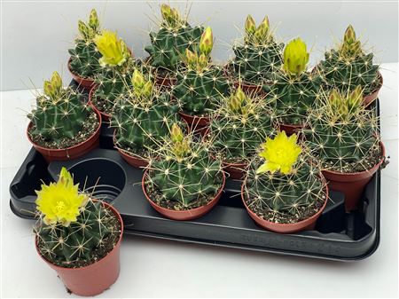 Echinocactus Flower