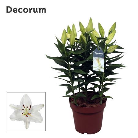 Lilium Or Oxygen 5pp (decorum)