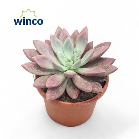 Graptoveria Rosie Crow.
