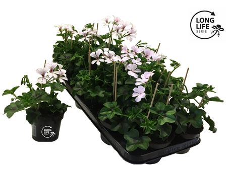 Pelargonium Pelt White (longlife)