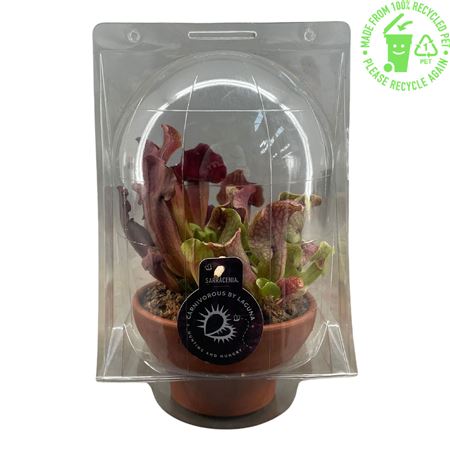 Sarracenia Mix In Terracotta Bowl