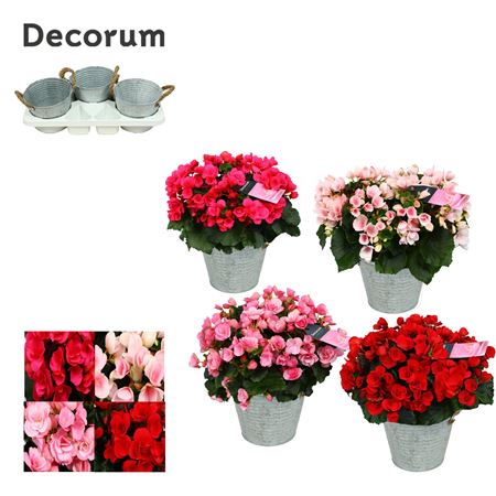 Begonia Betulia Mix In Sink Bowl