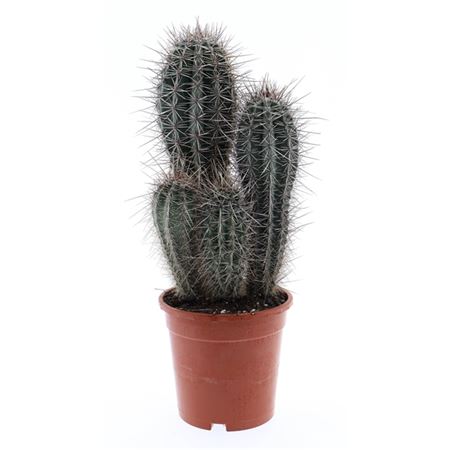 Pachycereus Pringley Xxl