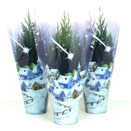 Juniperus Chin Stricta Blue Sleeve