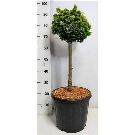 Chamaecyparis Obt Nana Aurea On Stem