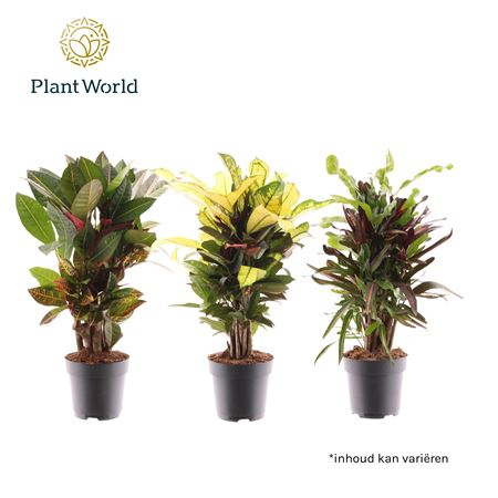 Codiaeum Mix Branched